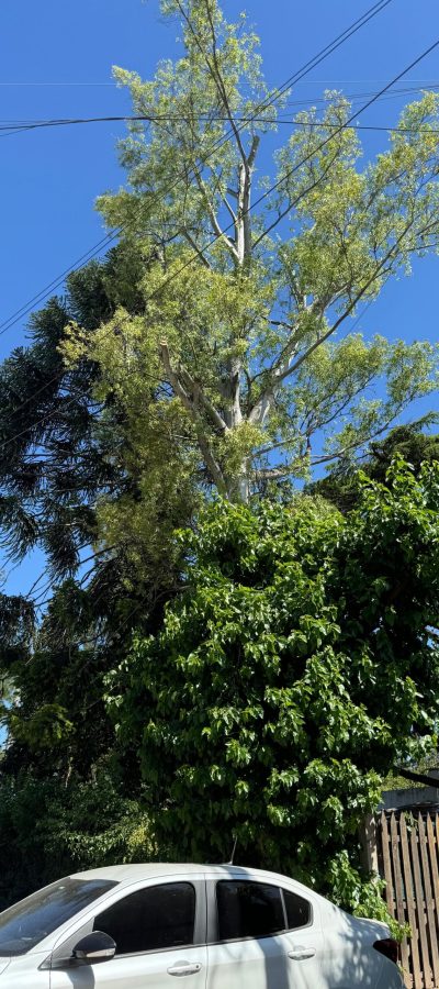 Poda de arbol en altura