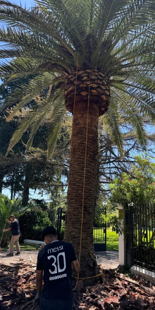 Limpieza de palmera