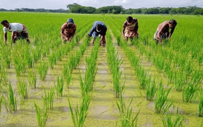 সাড়ে ৯ লাখ কৃষক পাচ্ছে ৬৪ কোটি টাকার প্রণোদনা