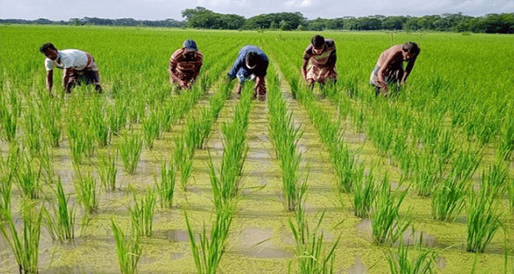 সাড়ে ৯ লাখ কৃষক পাচ্ছে ৬৪ কোটি টাকার প্রণোদনা