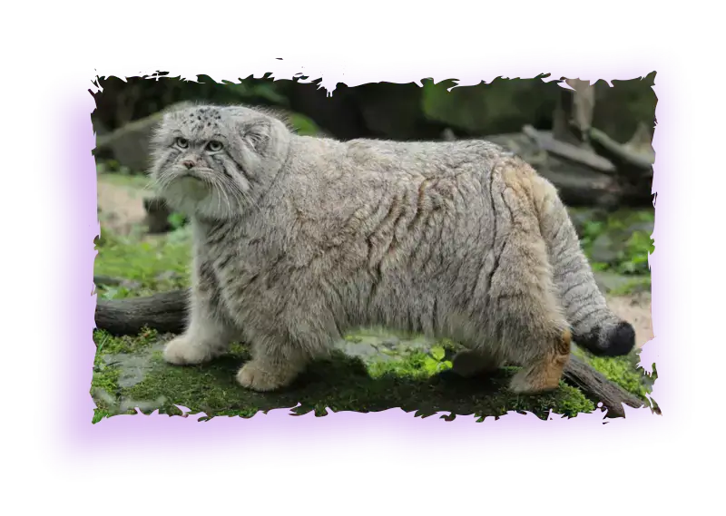 Otocolobus manul