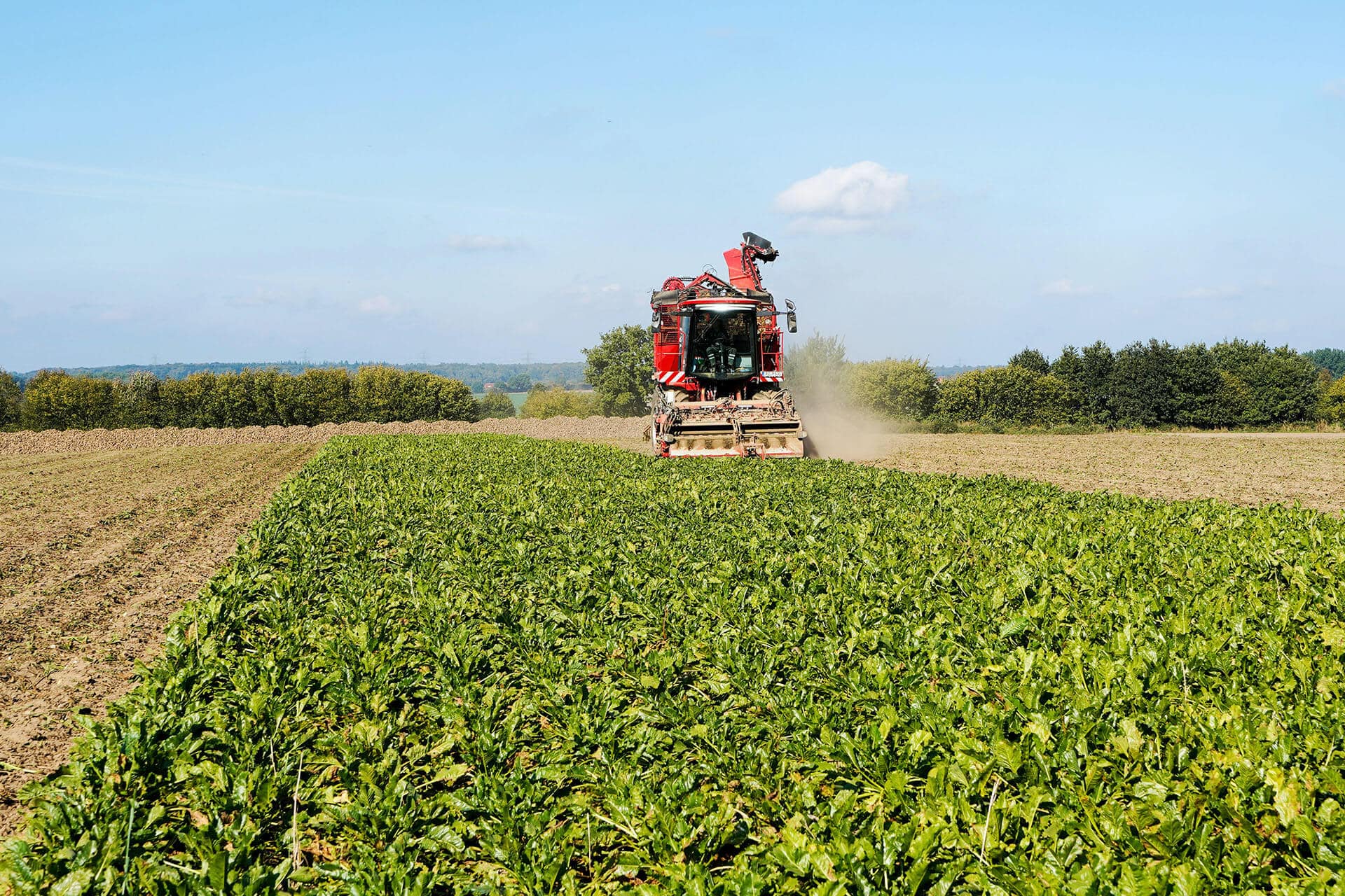 công ty cung cấp rau củ quả, rau cu qua gia si