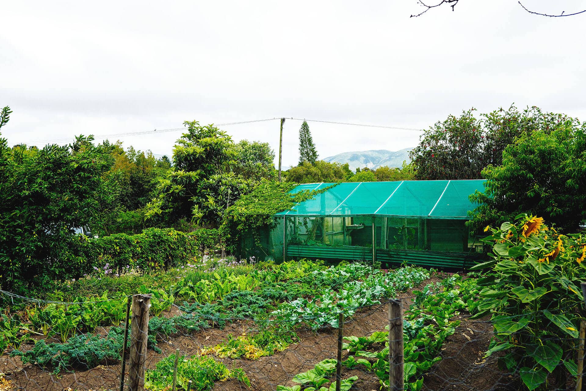 tìm nguồn cung cấp rau sạch