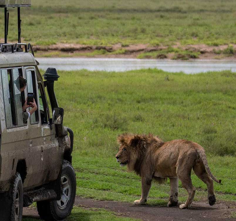 four days safari