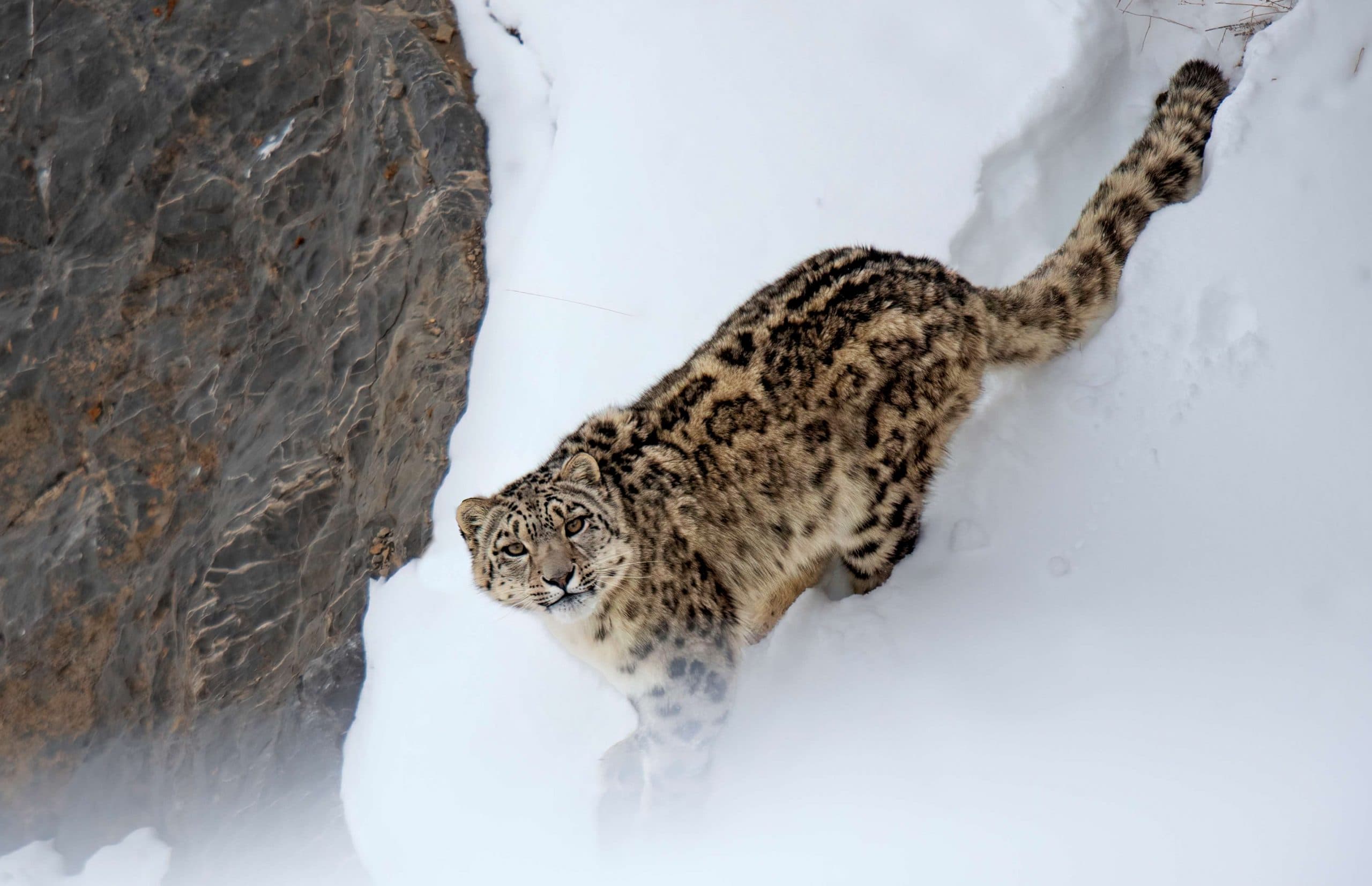 Fotoreise zu den Schneeleoparden