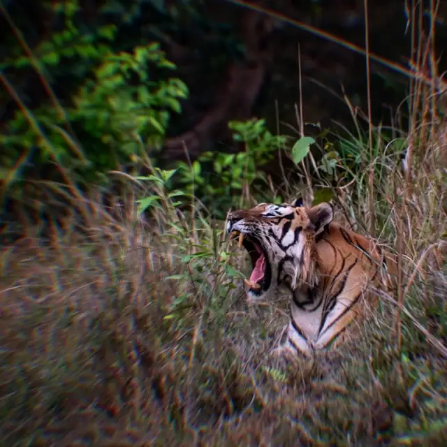 Gerade erst komme ich von meiner letzten Tiger- & Wildlife-Fototour in Zentralindien zurück. Wir hatten wieder großartige Sichtungen - nicht nur, aber auch mit der größten Wildkatze der Welt, dem Tiger. Immer wider sehr eindrucksvoll! 
Schon jetzt freue ich mich auf die nächste Tour 2027.
Bei Interesse gibt es Infos über Link in Bio.