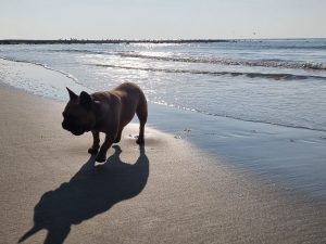 Hunde urlaub nordsee