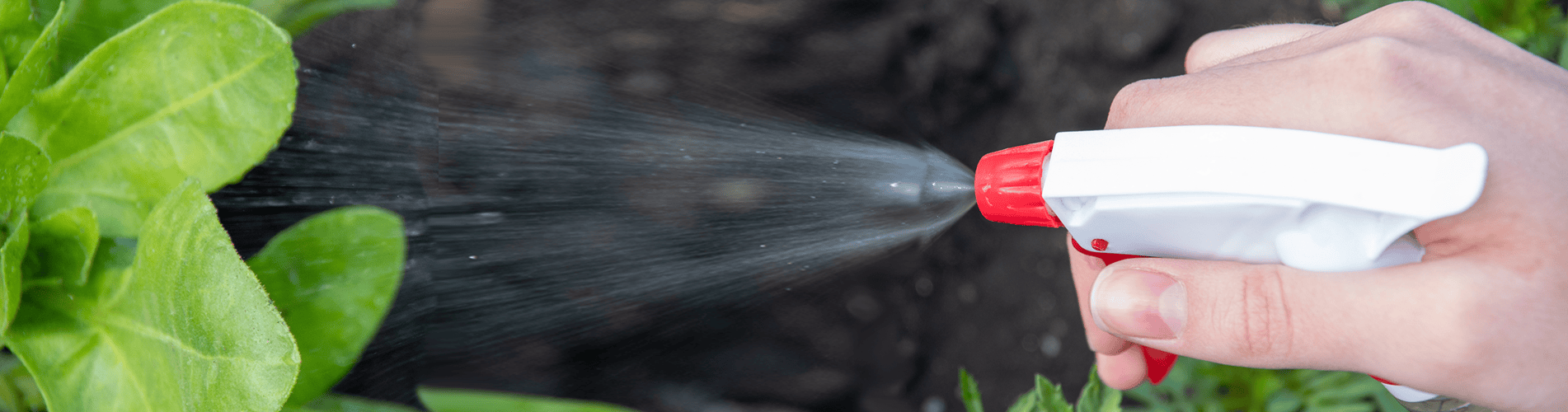 female-hand-holds-sprayer-watering-young-flowers-plants-garden-concept-caring-plants-gardening