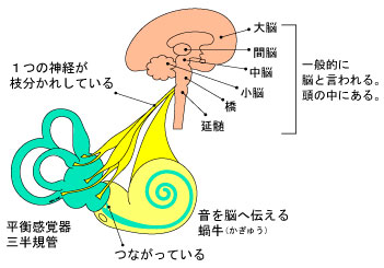 三半規管の図