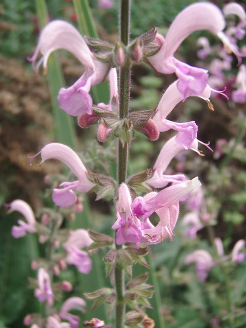 Salvia 'Sweet Esmeralda'