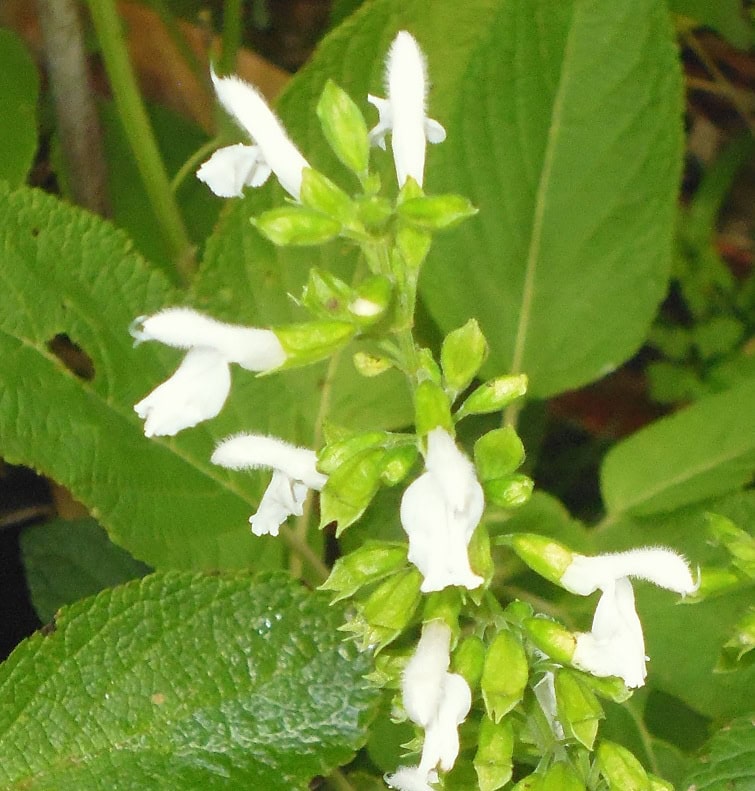 Salvia mexicana 'Snowflake'