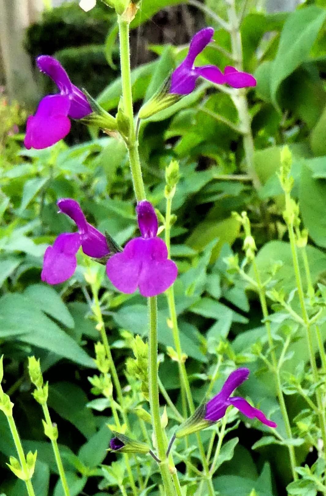 Salvia 'Little Diva'