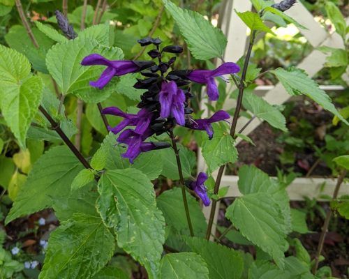 Salvia 'Rocking Purple'