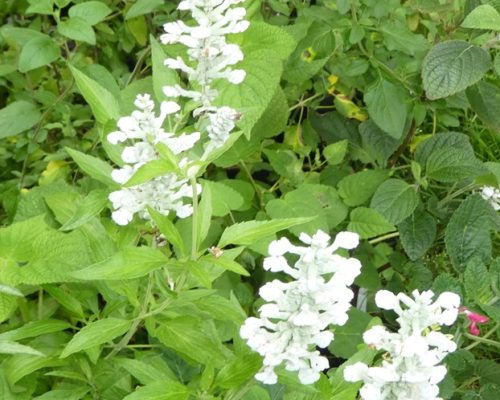 Salvia 'White Flame'