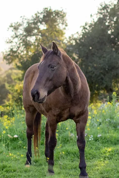 Brown horse standing calmly in a lush wildflower meadow at PMR’s sanctuary, surrounded by trees and sunlight.