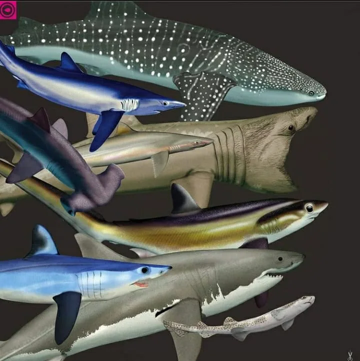 Requins-du-Portugal-SeaEO-Tours
