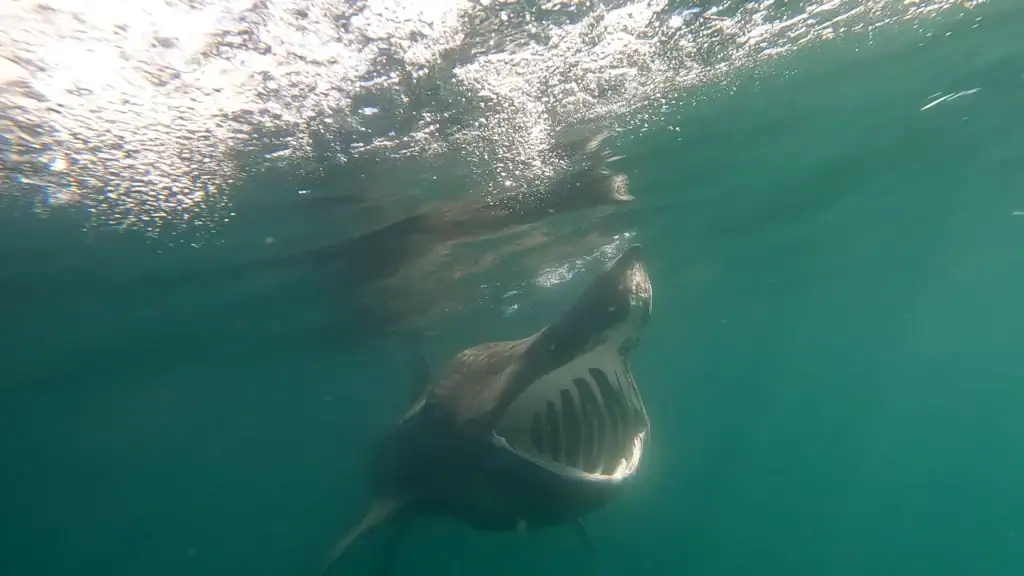 Requins au Portugal