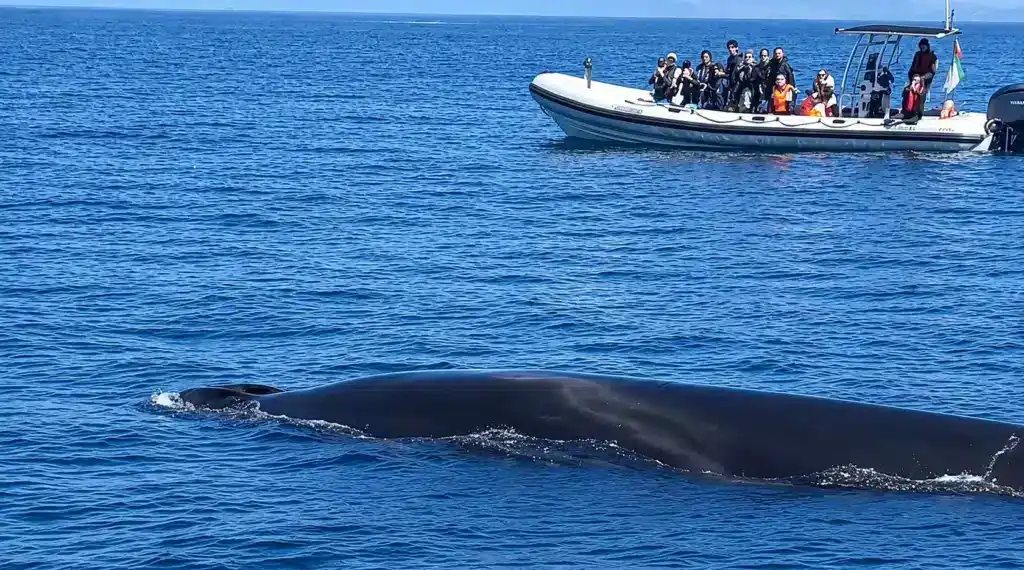 Fin-whale Off Lisbon with SeaEO-Tours