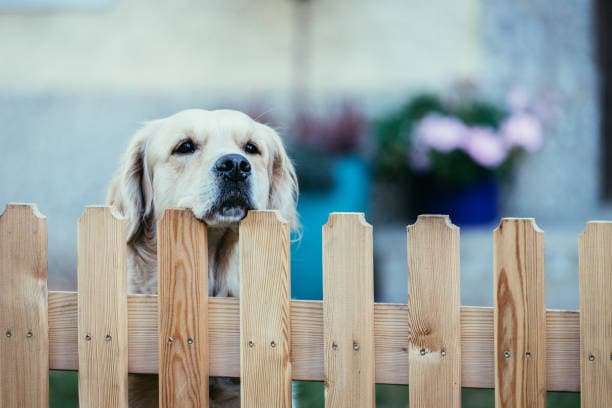 Timber paling fence contractor dog fence Woolgoolga Timber paling fence contractor dog fence Woolgoolga