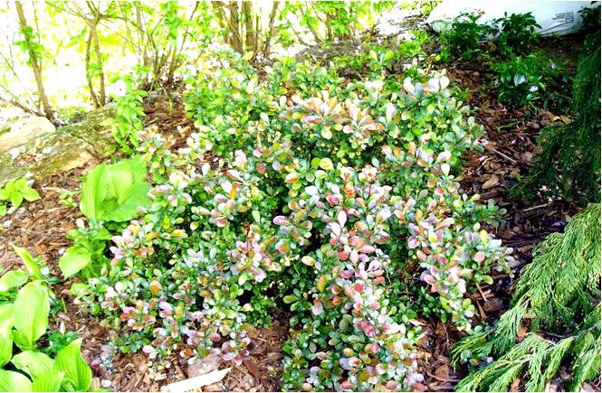 Барбарис тунберга; красный ковер; berberis thunbergii; красный ковер