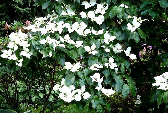 Кизил коуса - cornus kousa