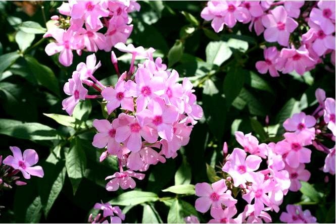 Флокс метельчатый - phlox paniculata