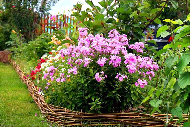 Флоксы метельчатые - цветы не только для дачного сада