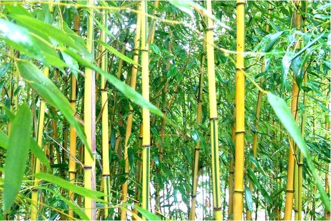 Золотисто-тигровая филостахия 'spectabilis' - phyllostachys aureosulcata 'spectabilis'