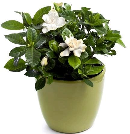 Gardenia jasminoides - гардения жасминоидесная