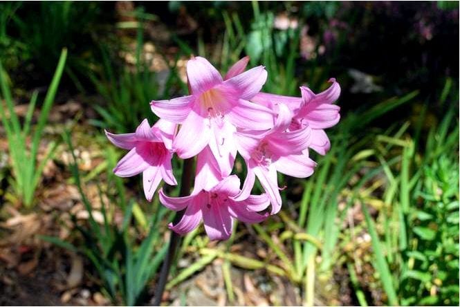 Амариллис - amaryllis belladonna