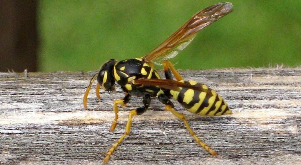 Image of a yellow jacket