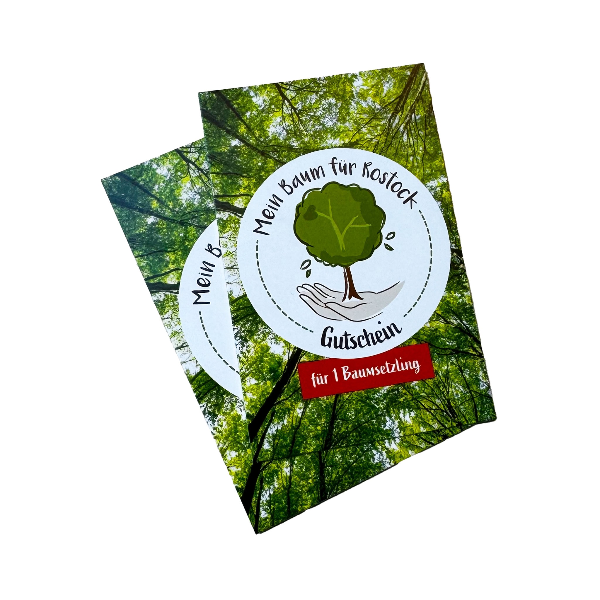 Baumsetzling | Mein Baum für Rostock