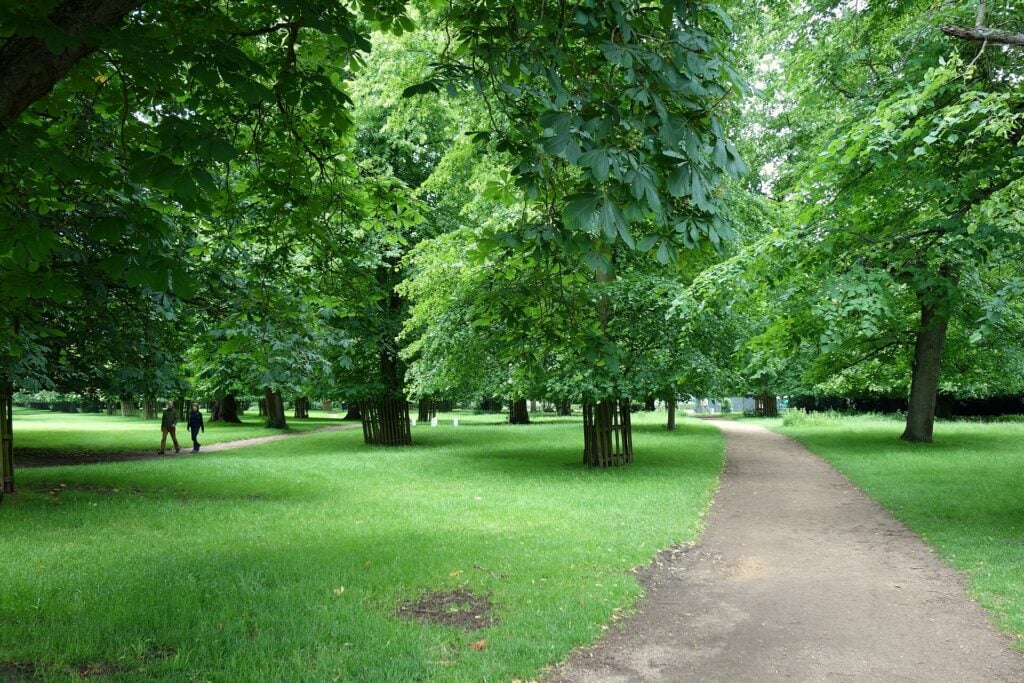 A tree-lined path in Bushy Park. Photo: Daderot, CC0