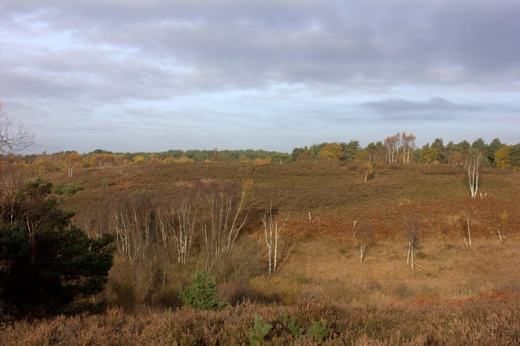 Autumn heathland and birch on Chobham Common, near Sunningdale. Photo: Robert Eva, CC BY-SA 2.0