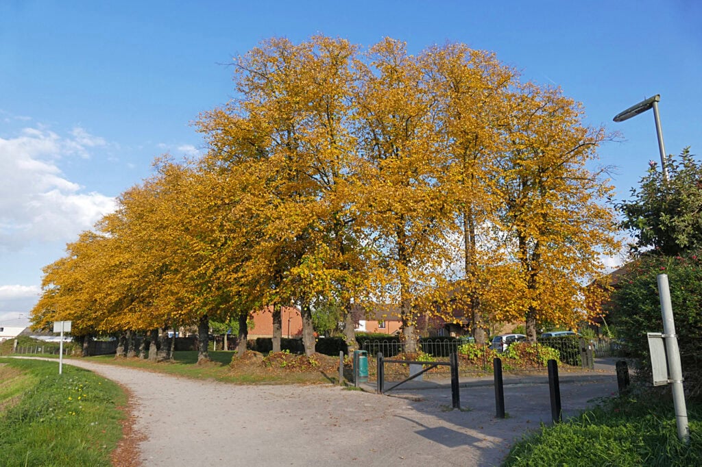Autumn trees by the Thames at Walton-on-Thames. Photo: Alan Hunt, CC BY-SA 2.0