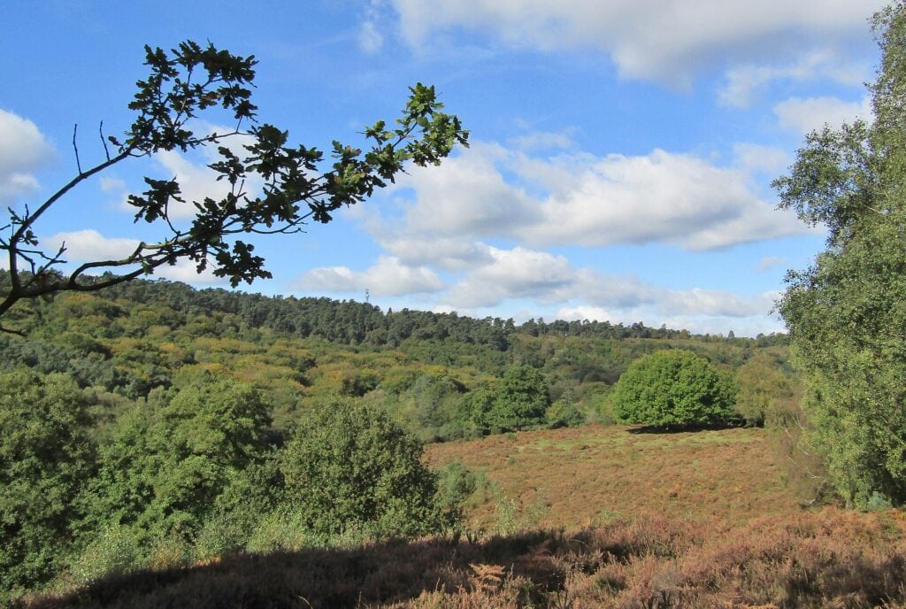 Heath and woodland in the Devil's Punch Bowl at Hindhead, near Haslemere. Photo: Colin Smith, CC BY-SA 2.0