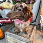 mable8278282