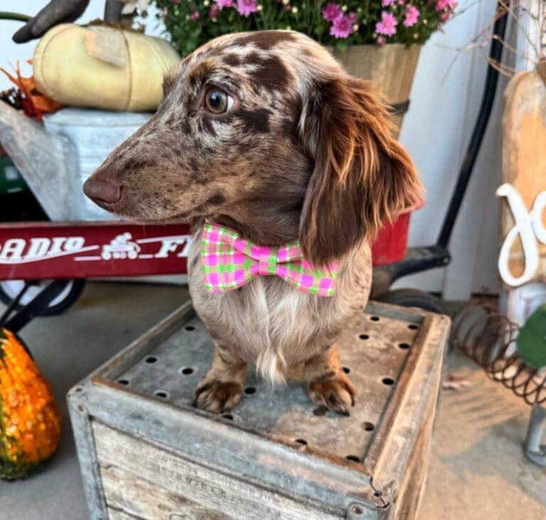 mable8278282