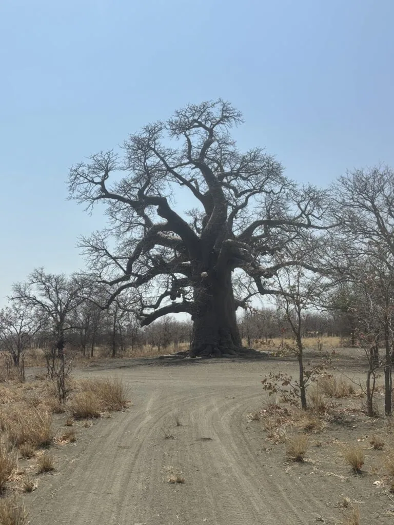 Die Makgadikgadi Pans - Kukonje Island - Baobabtree