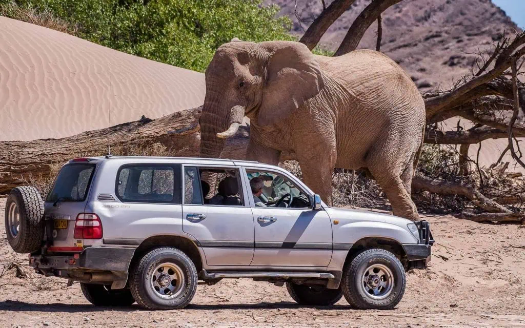 Hoanib Wüstenelefanten