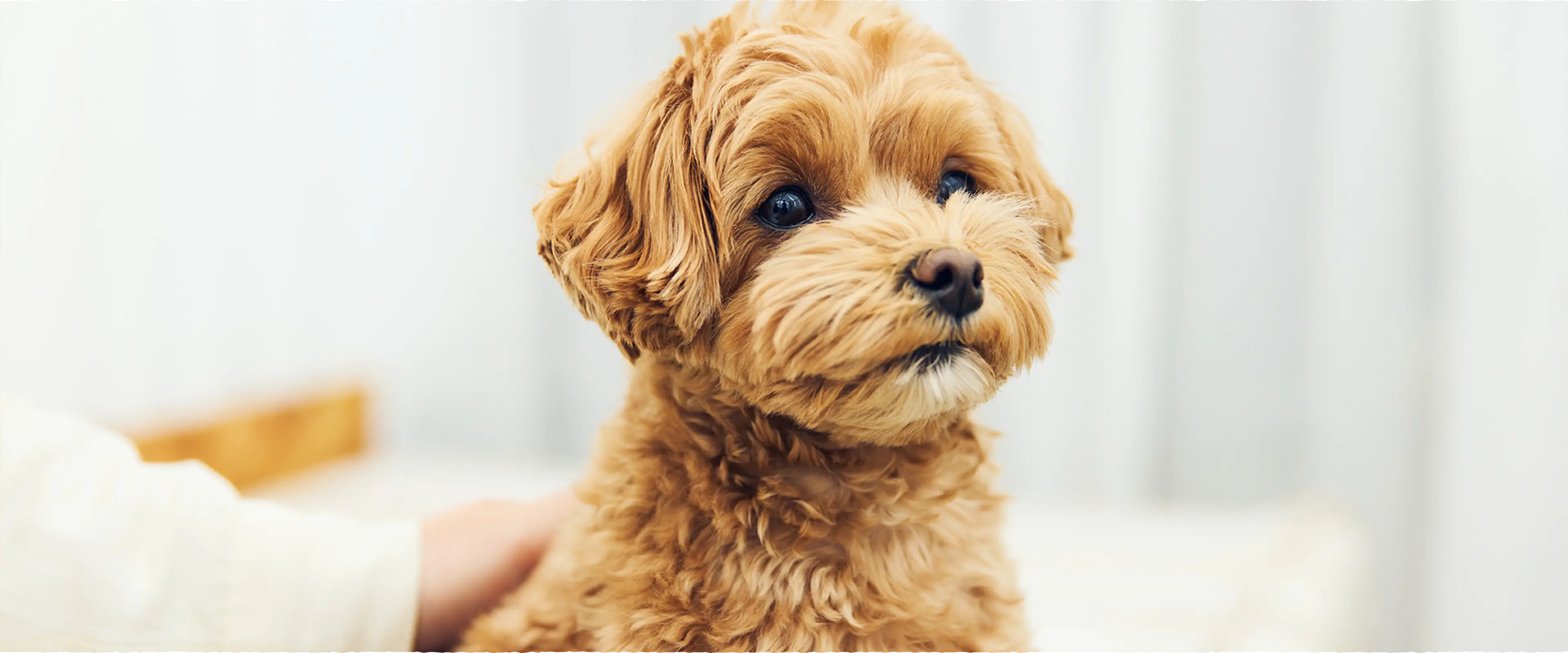 総合栄養食 完膳食