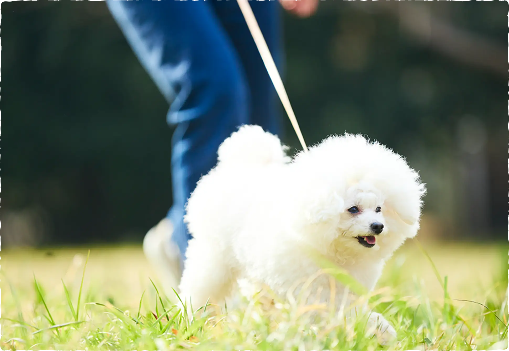 犬の健康を知り尽くした療法食メーカーによる、美味しさと栄養のバランス食