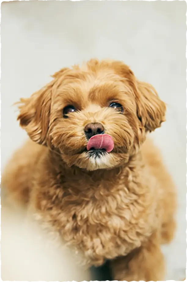 免疫維持を助ける「ファイトケミカル」と健康な腸をサポートする「食物繊維」