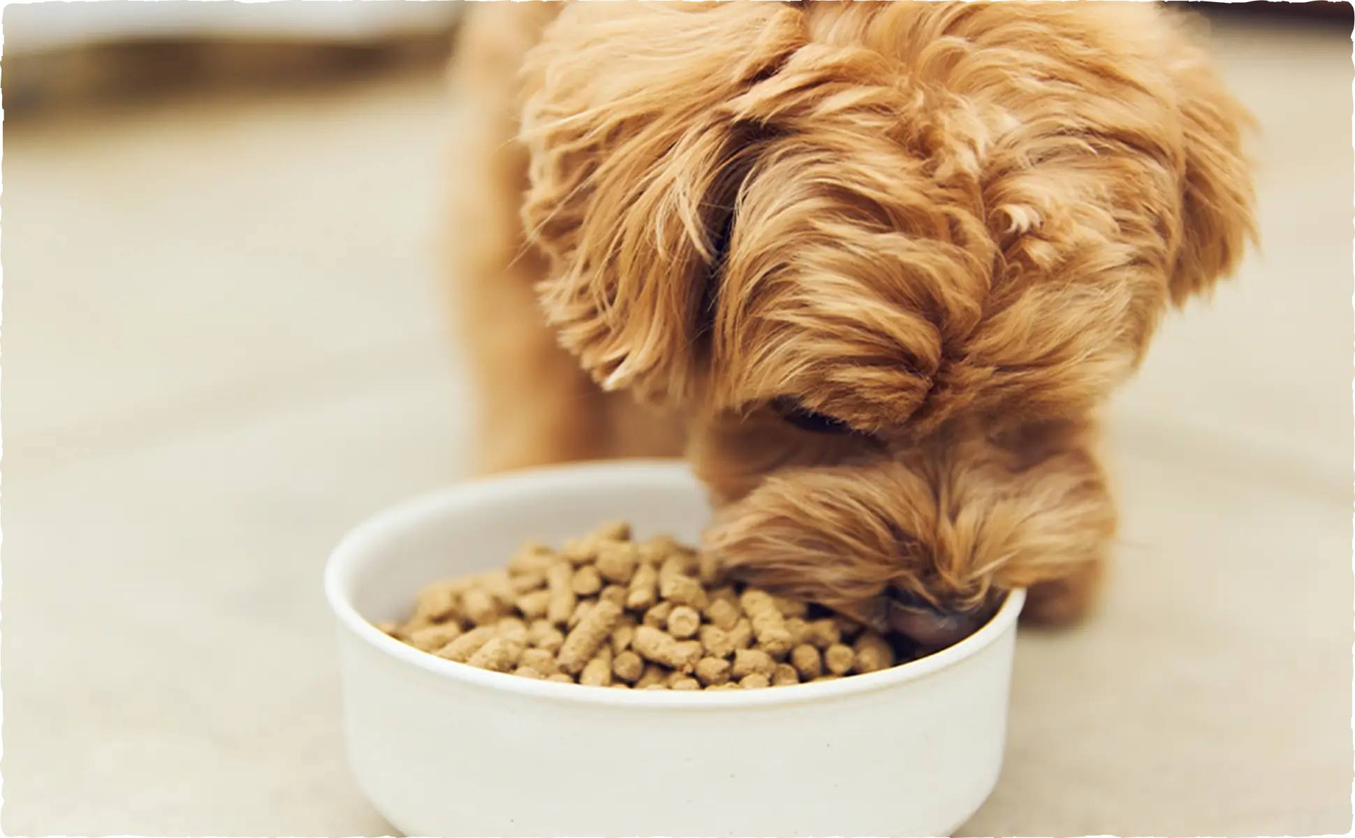 香りと旨味を引き出す素材で、食欲の落ちてきた愛犬にもおすすめなドッグフード