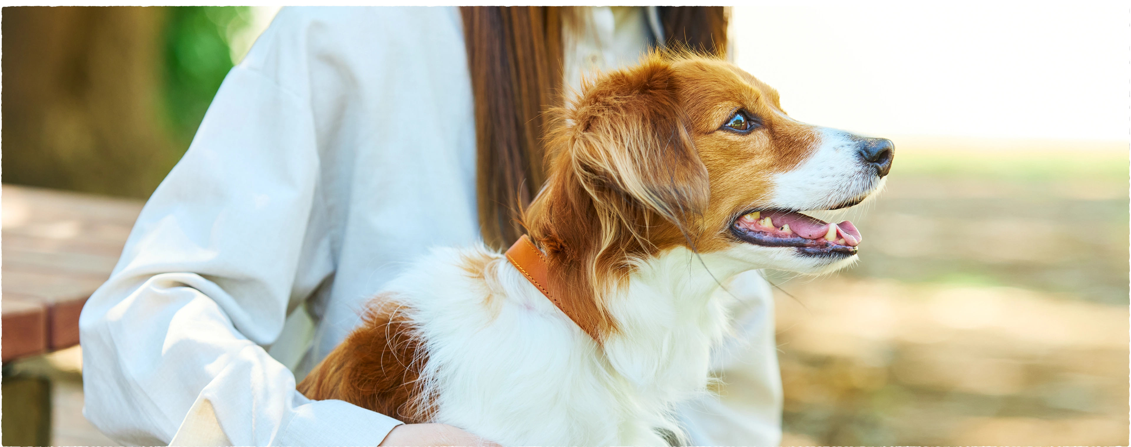湿疹が出やすい愛犬の皮膚を守る漢方入りフード