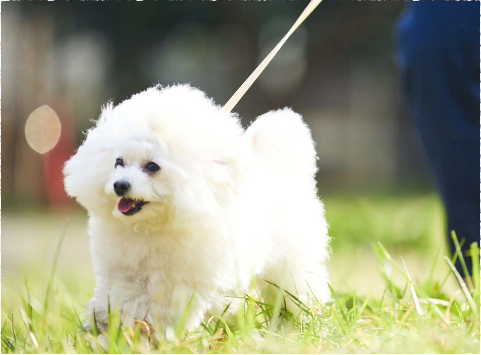 アレルギー体質にやさしい食材でつくる皮膚炎対応フード