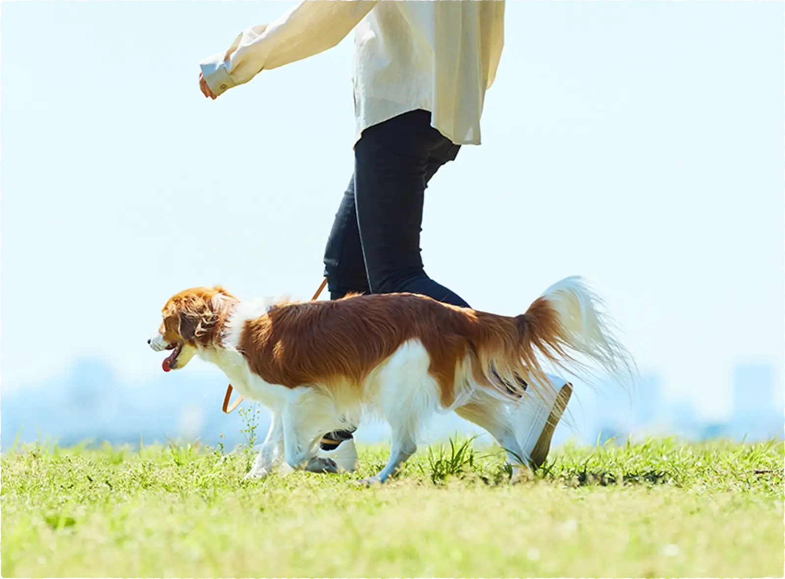 和漢植物120種・鹿肉・無添加で設計された高齢犬の腎不全やCKD（慢性腎臓病）にも配慮した国産ドッグフードsowaka腎臓・結石用