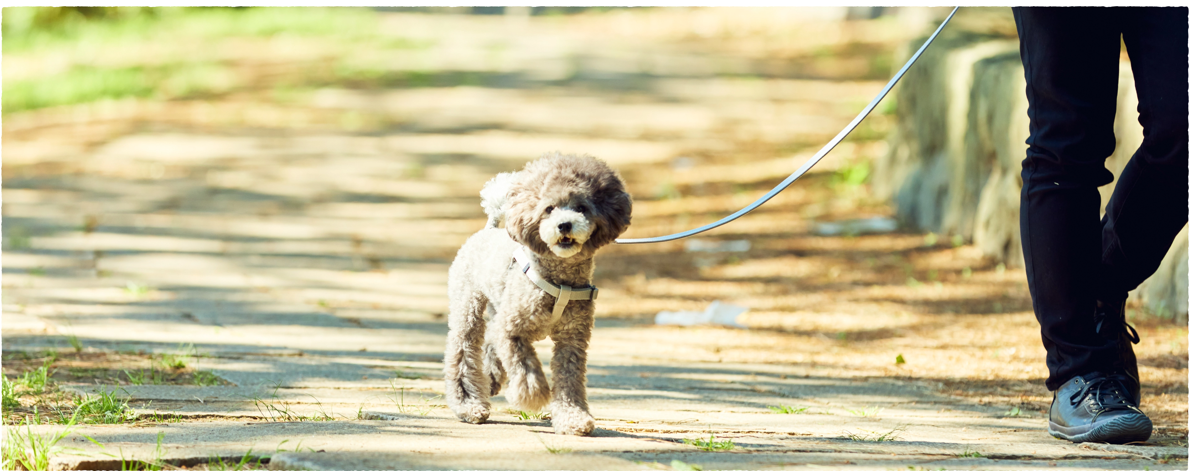 ALP・GOTの数値が気になる犬にも与えられる【sowaka】肝臓・膵臓・消化器用