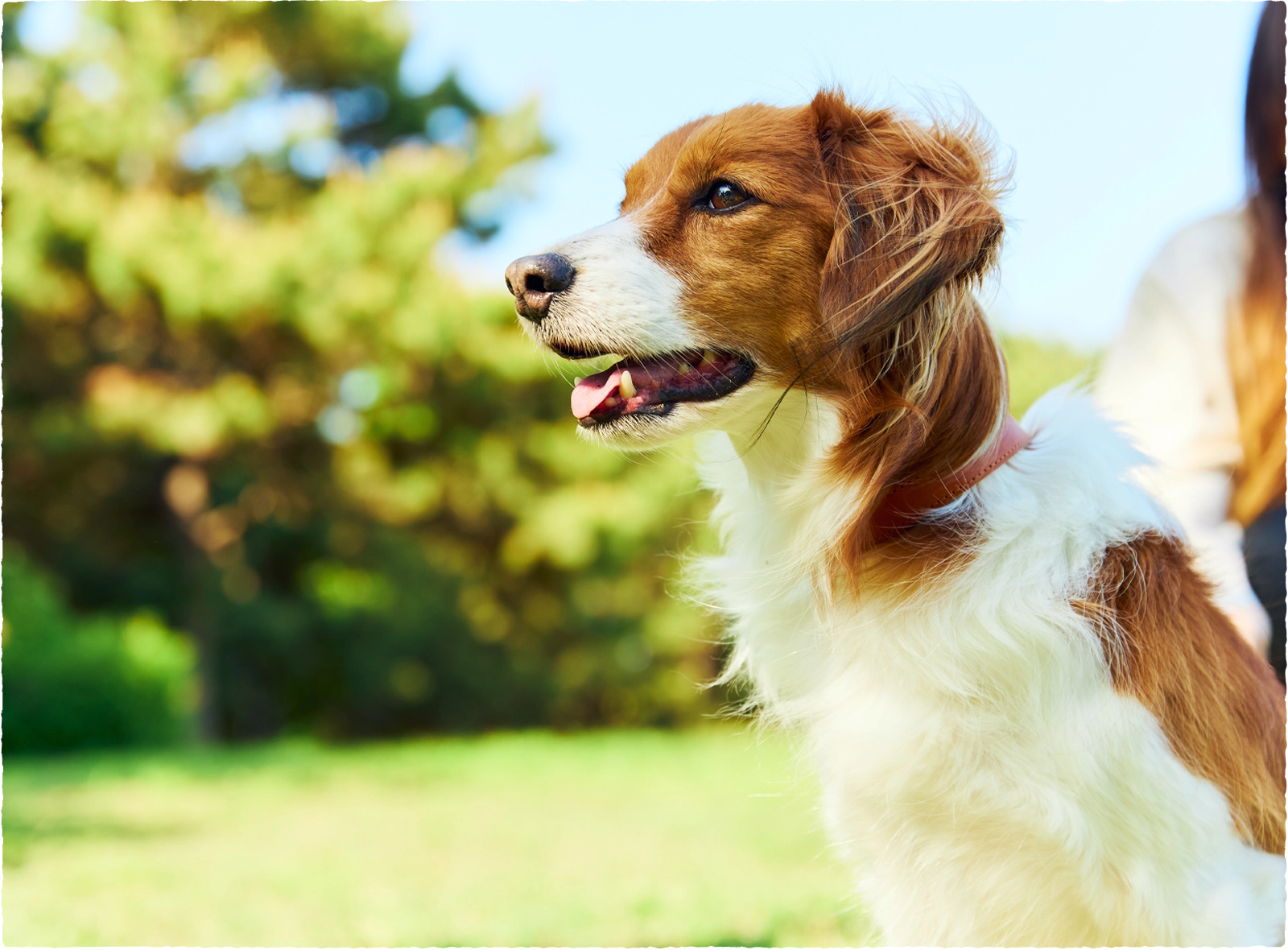 蛋白漏出性腸症や便秘に悩む犬にも対応した特別療法食