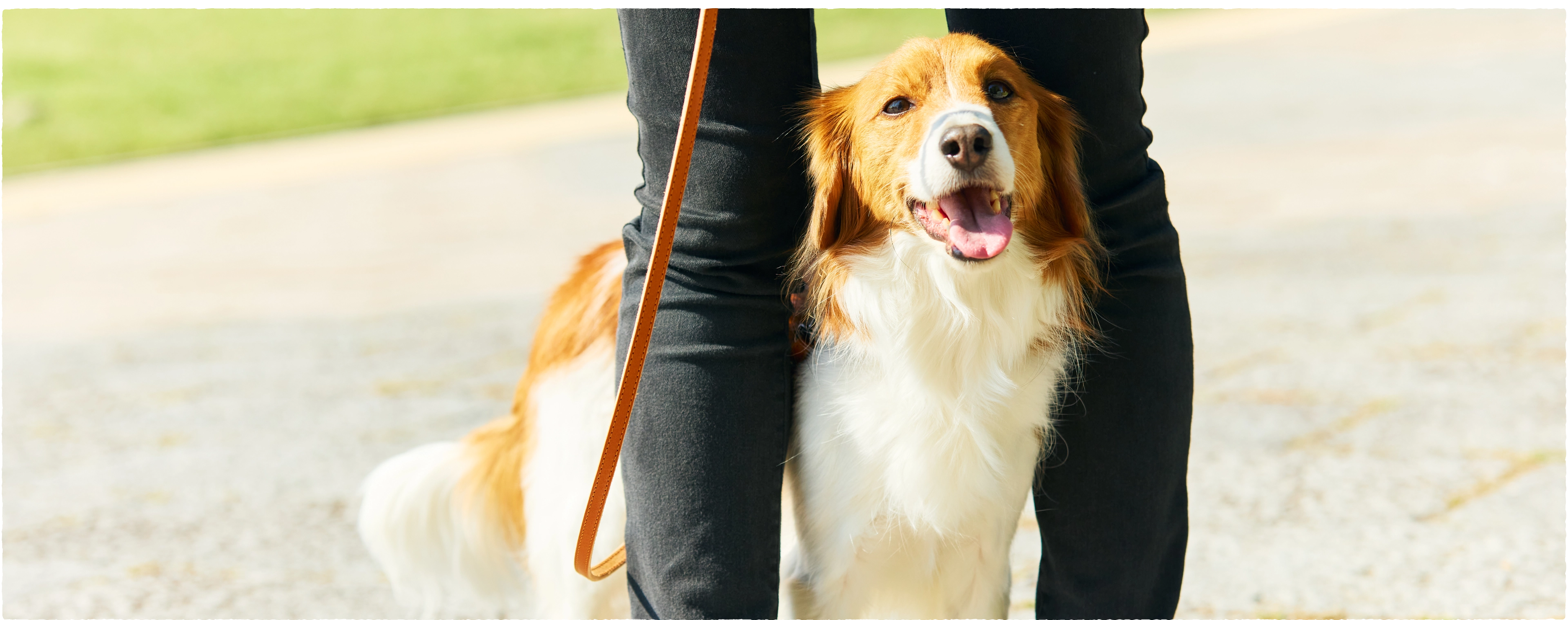 国産無添加で安心して与えられる免疫ケアフード